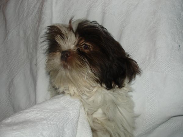 Angelbaby best sale shih tzu