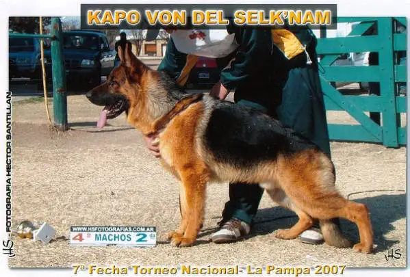 Kapo von del Selk'Nam
