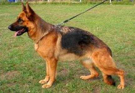 V (LGZS) Hanka vom Amur