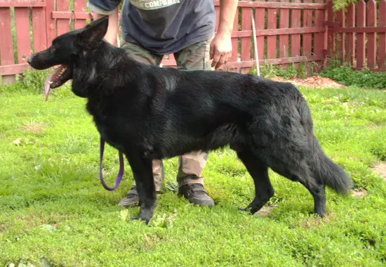 Sir Sirius Black Lowe