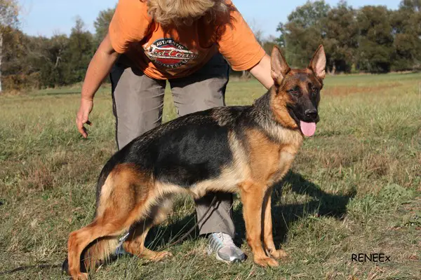 SG Bonita van Contra