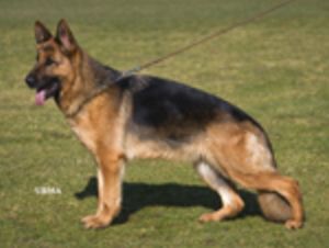 SE UCH Hylteland`s Anes