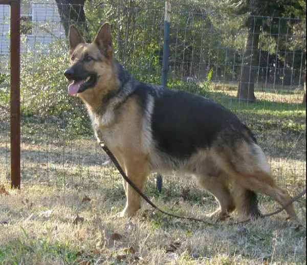 Uma von Kleiner Feuerball