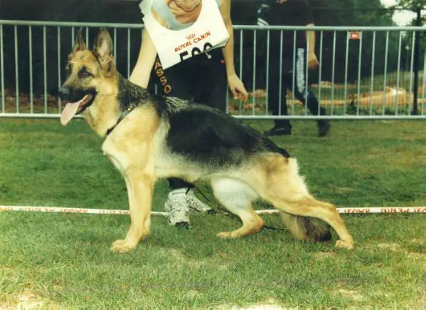 SG (FR) Otyna von Steinlager