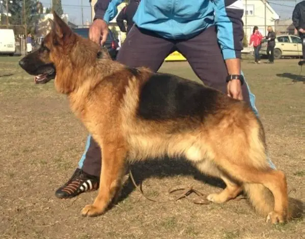 SIEGER JHKLR RO 2010 Primus delle Colonne D'Ercole