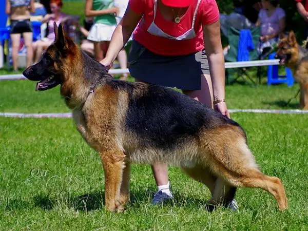 Kenzo von der Malchower Aue
