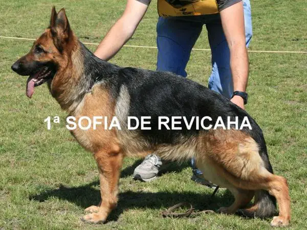 Sofia De Revicaha
