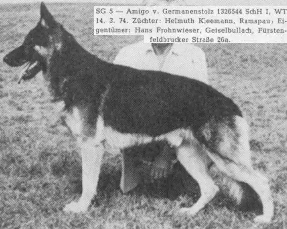 SG Amigo vom Germanenstolz