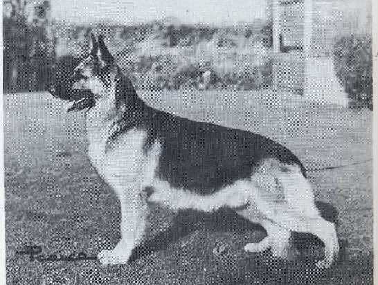BoB CRUFTS, CH (UK) Letton Premium
