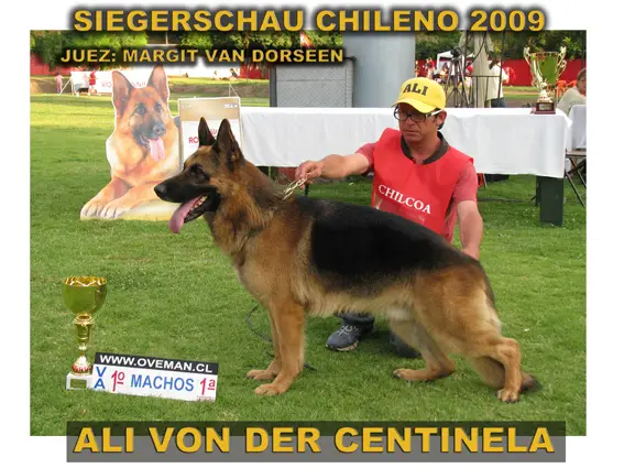 VA1 (CH) 2009 2010 Ali von der Centinela