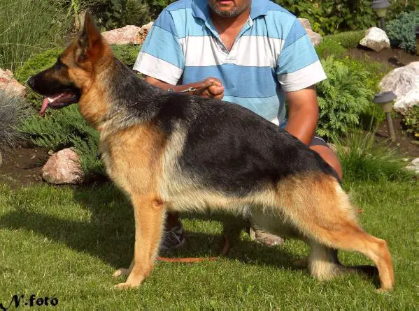 Akira vom Grobsteinbach