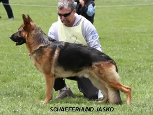 V Schaeferhund Jasko