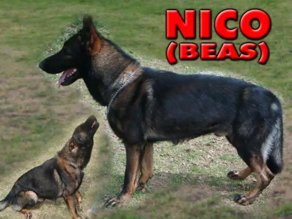 Nico 'Beas'