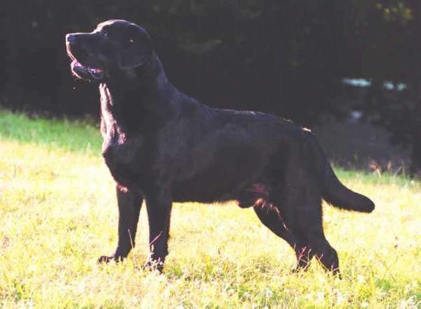 Royal Standard Tankaram