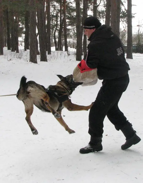 V Carisma Bullestern