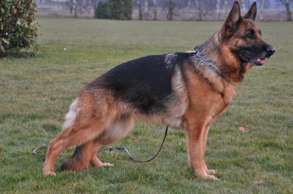 Lucca V.H. Spienolahof