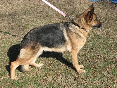 Fina Vom Chandlerhaus