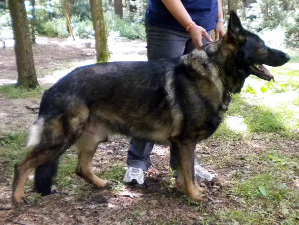 Sir Bucksley The Great