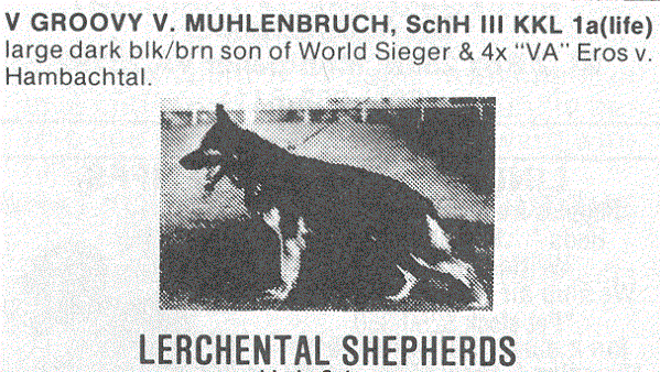 Groovy vom Mühlenbruch