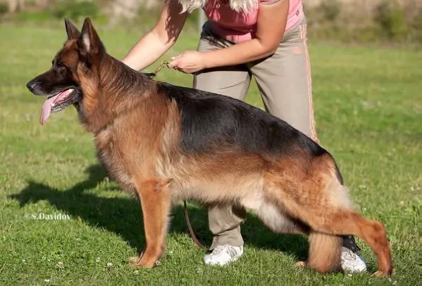 V1 CH NKP CH./J.CH.R Ljustikhof Tatem