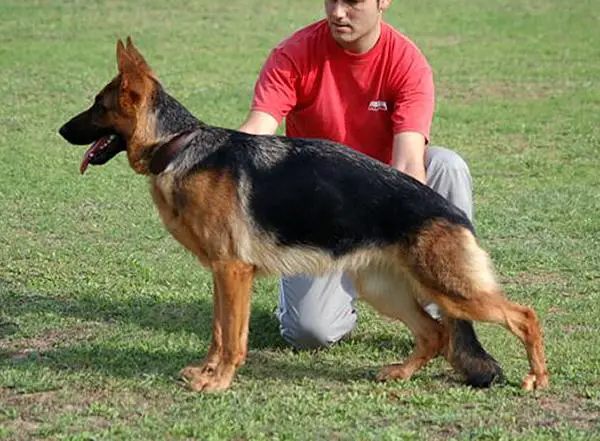 SG Tilli vom Thürlesberg