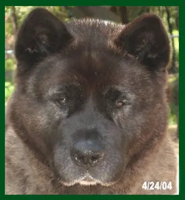 AKC CH Hoka-Hey's Trail Of Tears