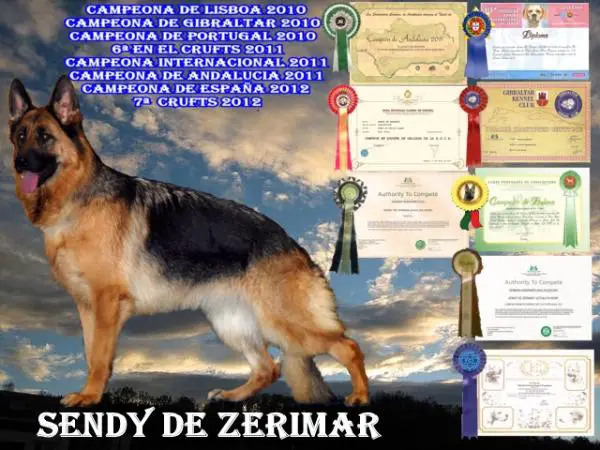 CH. E/ P/ G/ INT CAC Sendy De Zerimar