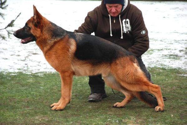 Livius vom Landhaus Bischoff