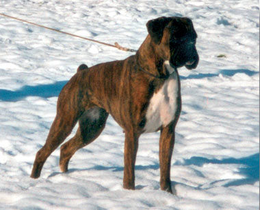 Dorit v. Hofmannstal