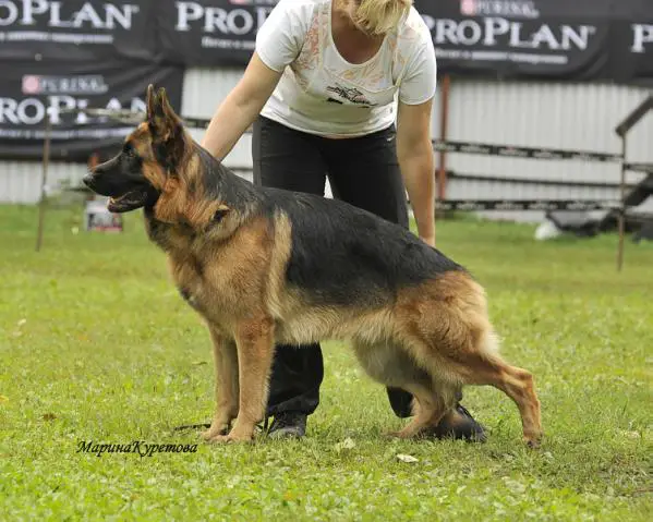 Cesko ad Astra Gloria