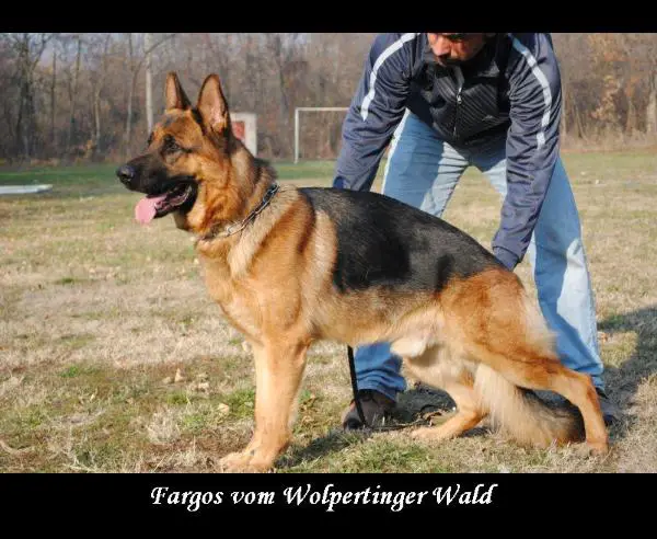 SG1 Fargos vom Wolpertinger Wald