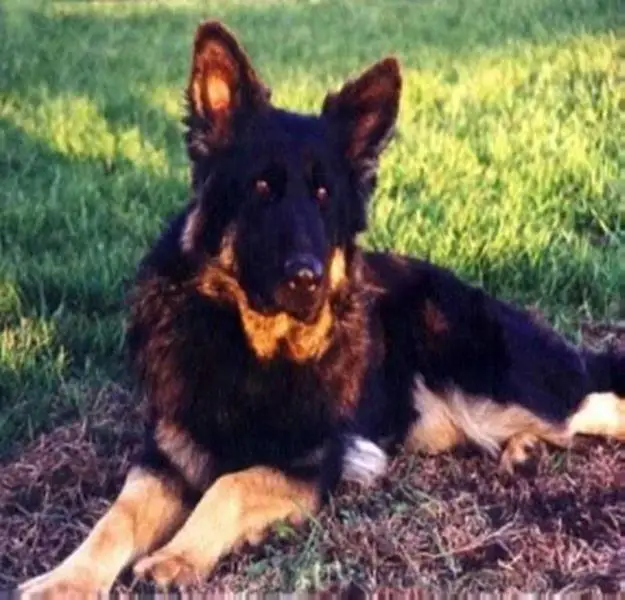 Royalair's Dawn Of Windsong