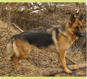 Bluemist Gretchen Red Neck Woman