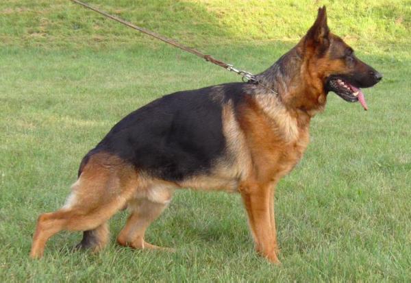 V Zidan vom Bramberg