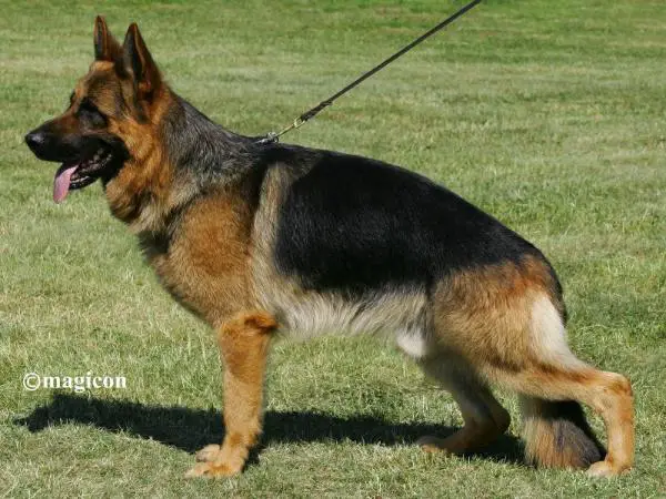 VA1 RO Scotty von der Grafenburg