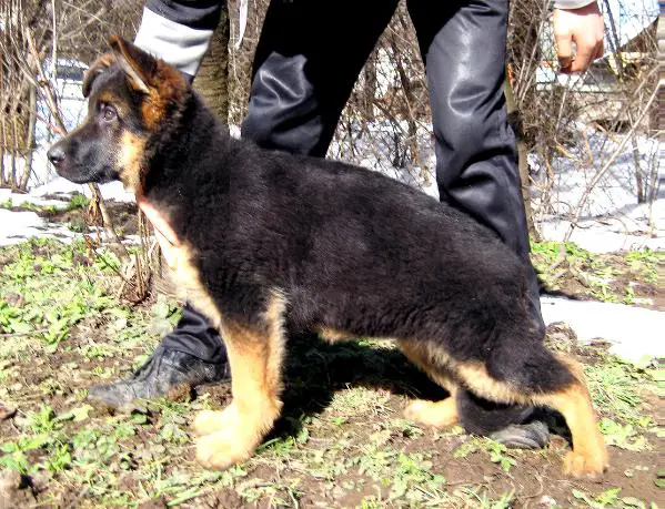 Alexandra v.d. Alexander