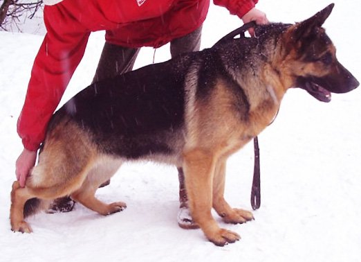 Zarina iz Doma Infanty