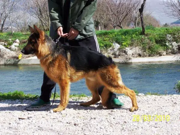 Amigo vom Friesacker Eck