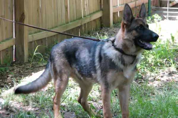 Loyal Heart Maximilian Beschutzer