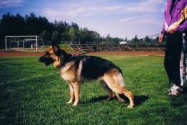 SG Platinumshepherd Cindi