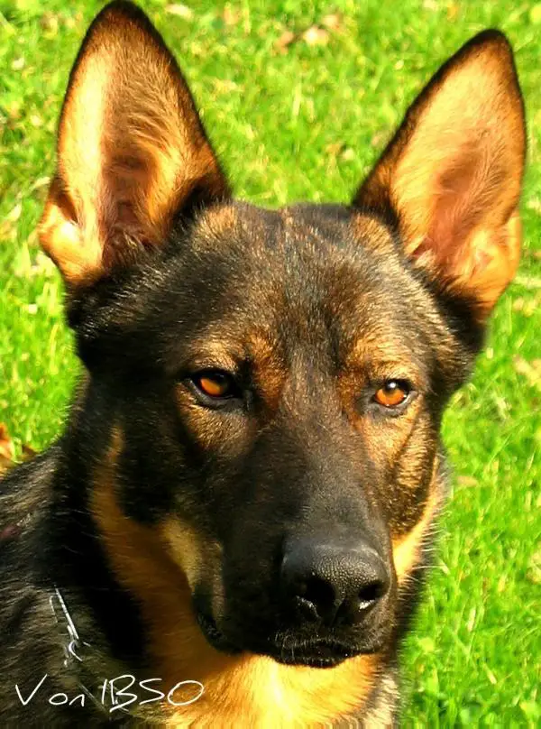 Apollo Vom Solveig