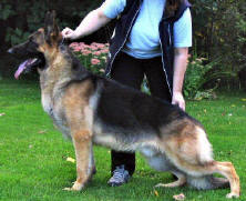 BPIS.SEL.CAN CH Manzerol's Cedar Dynamic