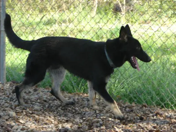 Olivier's Band Of Kings