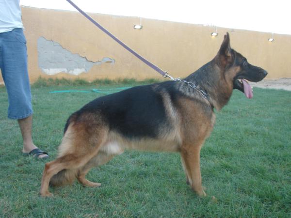 Enzo kuwait k9-team