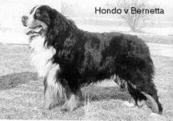 INT SWISS CH Hondo v. Bernetta