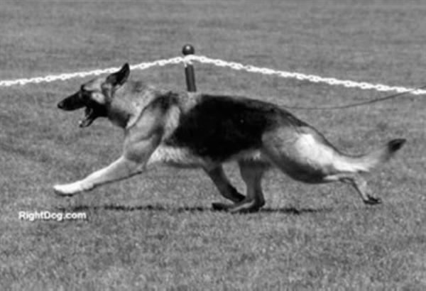 CH Vanderwerth Liv Tyler Witmer