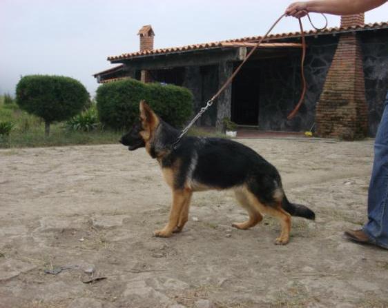 SG 2(VEN) Aylen De Casa Jasbri