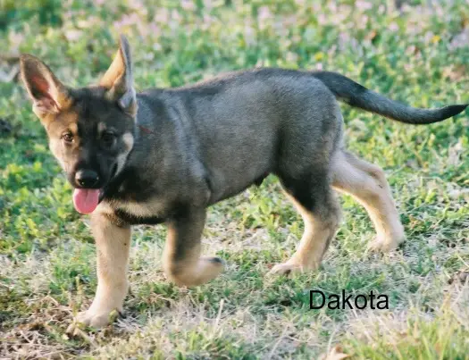 Dakota aus der Rittermark