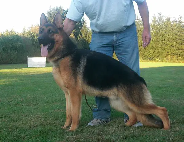 INT. CH. SG1 Kenzo vom Murrtal