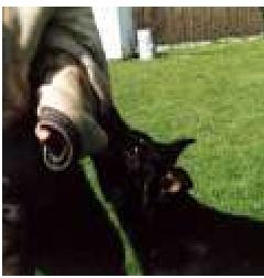 Perfidia Du Val Des Hurles Vent